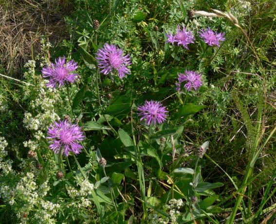 Wiesenflockenblume